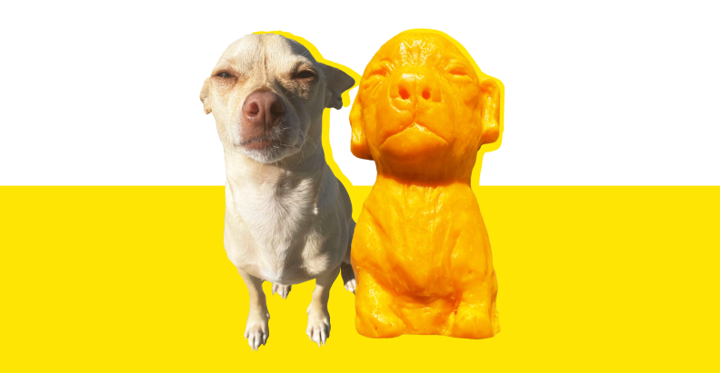 An illustration showing a squinty Chihuahua named Cash sitting next to his cheddar cheese-made clone.