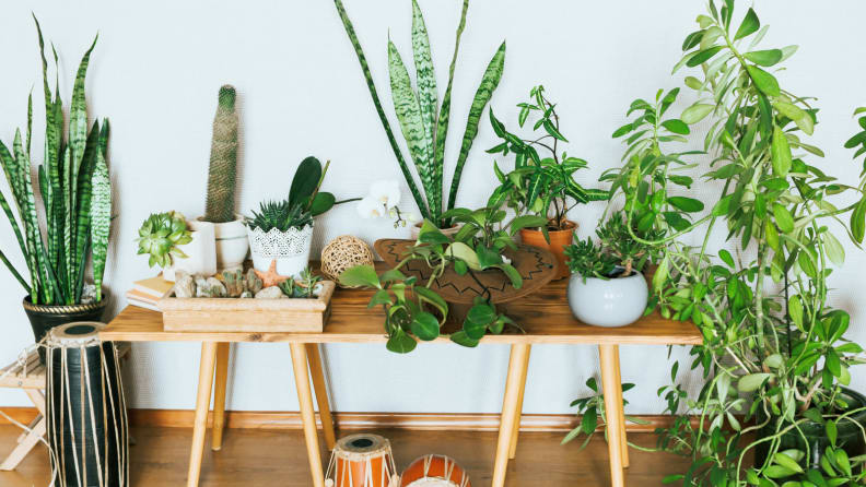 Plants