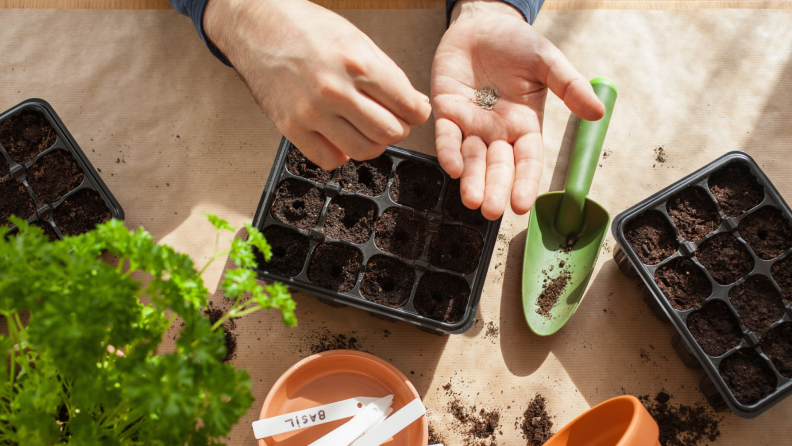 Person planting seeds in a seed tray