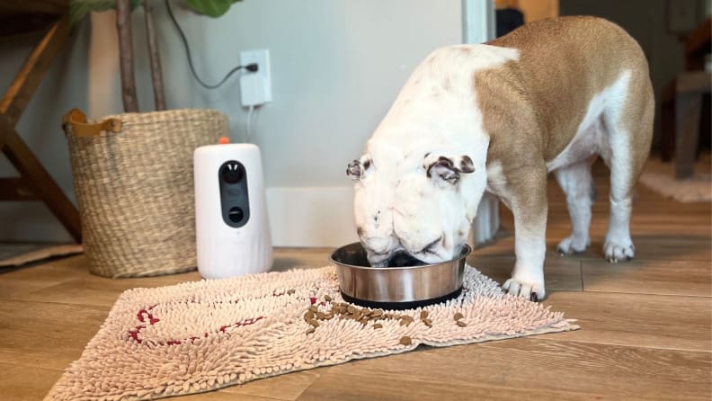 The 7 Best Pet Cameras, Tested in Our Lab