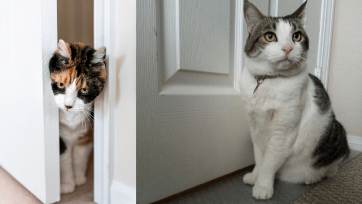 26 Things You Shouldn T Own If You Have Cats Or Dogs Reviewed