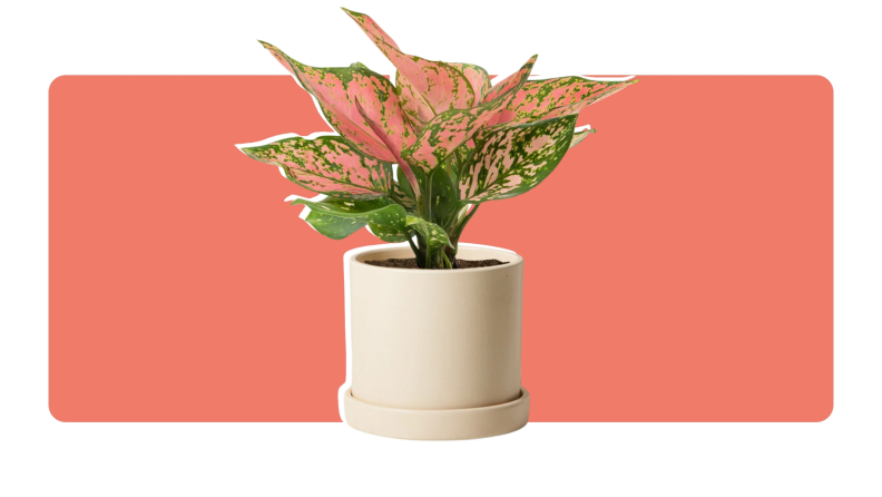 A Philodendron Green plant from The Sill in a cream ceramic pot.