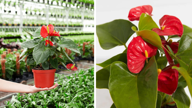 Person holding a flamingo flower from lively root next to a close up of the plant