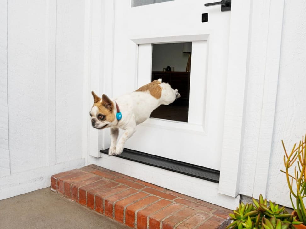 Dog door store through brick
