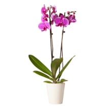 Product image of The Sill Purple Orchid 