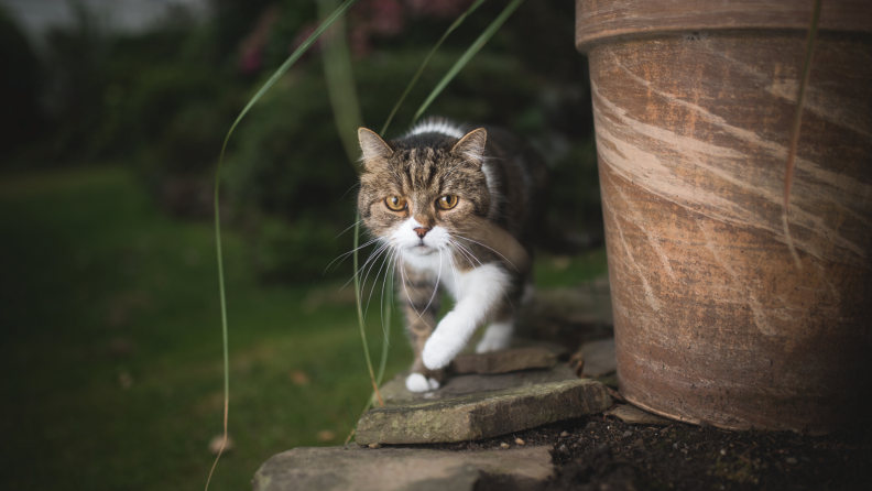 A cat prowls around a garden