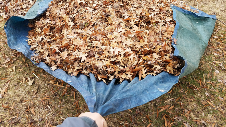 Person dragging tarp with leaves