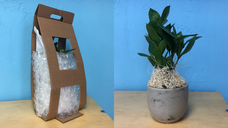 Left: A plant from the Sill wrapped in bubble wrap; right: the plant unwrapped.