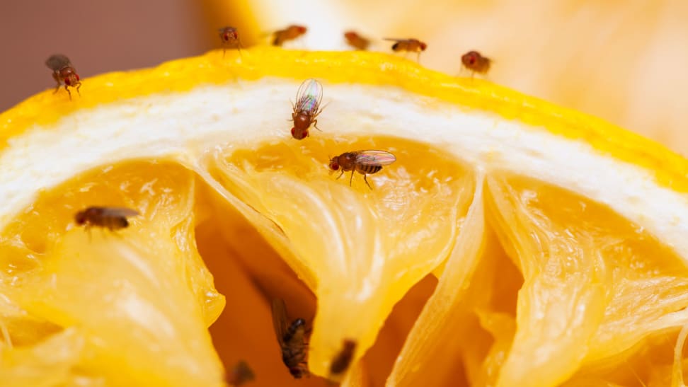 8 Best Fly Traps 2023: For Indoors, Outdoors and Fruit Flies