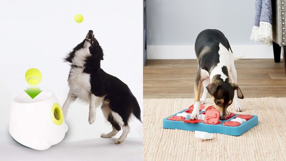 10 things to entertain your dog when you return to the office