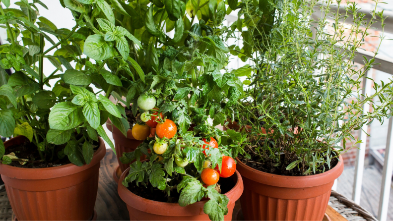 Herbs and tomatoes growing in pots on a porch