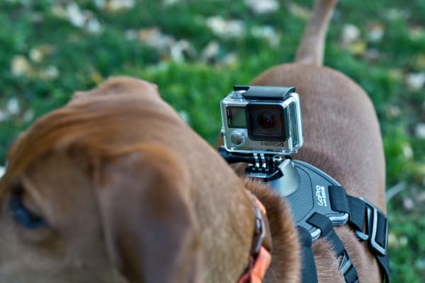 A photograph of the GoPro Hero 4 Silver mounted on a dog.