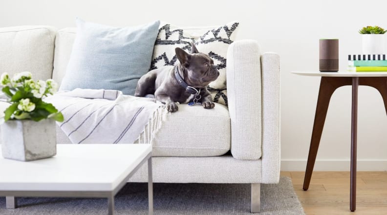 Amazon Echo near a couch and a dog