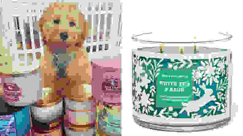 A split image of a puppy with Bath and Body Works candles and a single Bath and Body Works candle, one of the best places to buy candles online.