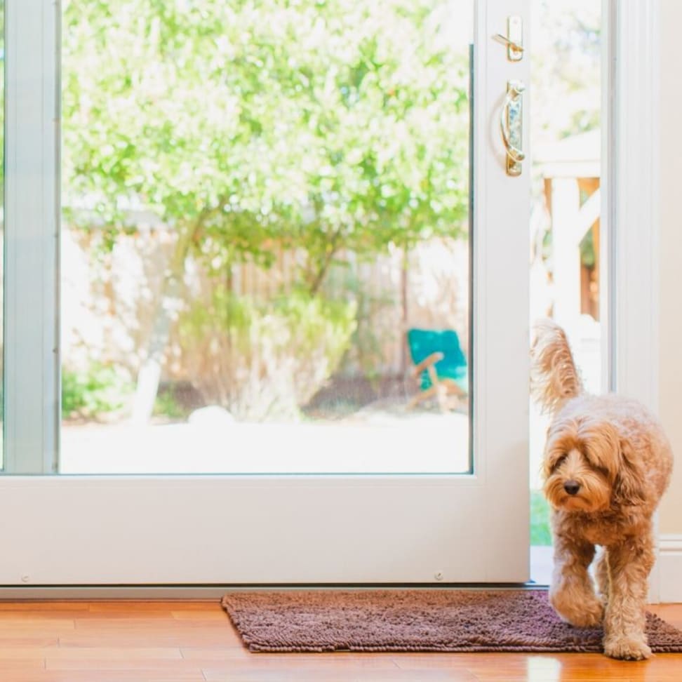 Automatic dog shop door opener