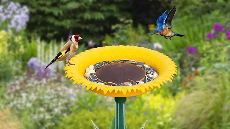 6 Best Bird Feeders of 2024 - Reviewed