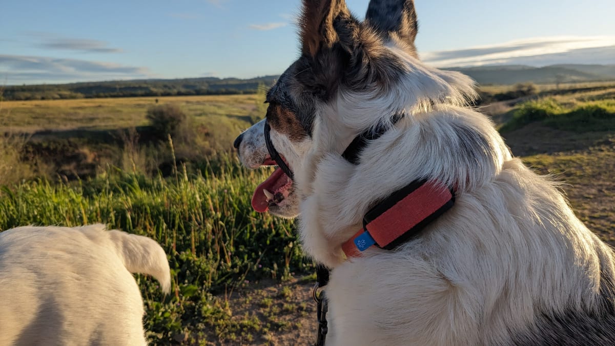 Review of Invoxia Minitailz: A GPS Tracker for Monitoring Your Dog’s Health Review of Invoxia Minitailz: A GPS Tracker for Monitoring Your Dog’s Health