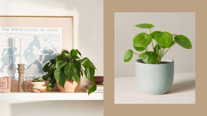 Left: Potted plant on shelf with framed picture; Right: Potted plant