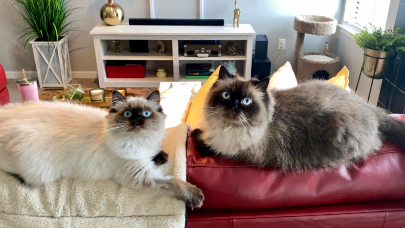 Two balinese cats sitting on top of red leather couch in living room