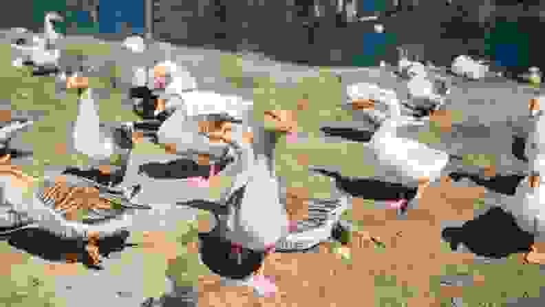 Ducksngeese.