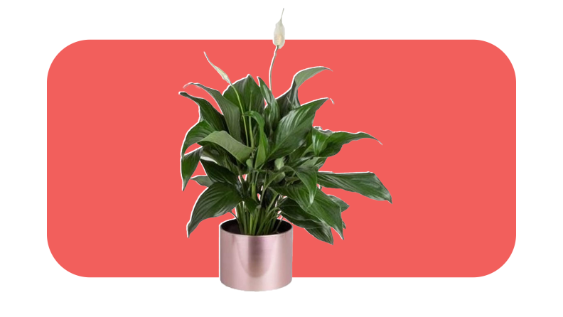 Green, leafy Peace Lily potted inside of pink metallic pot.