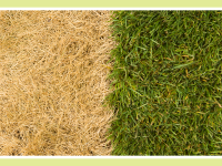 A side-by-side comparison of dead grass and healthy grass.