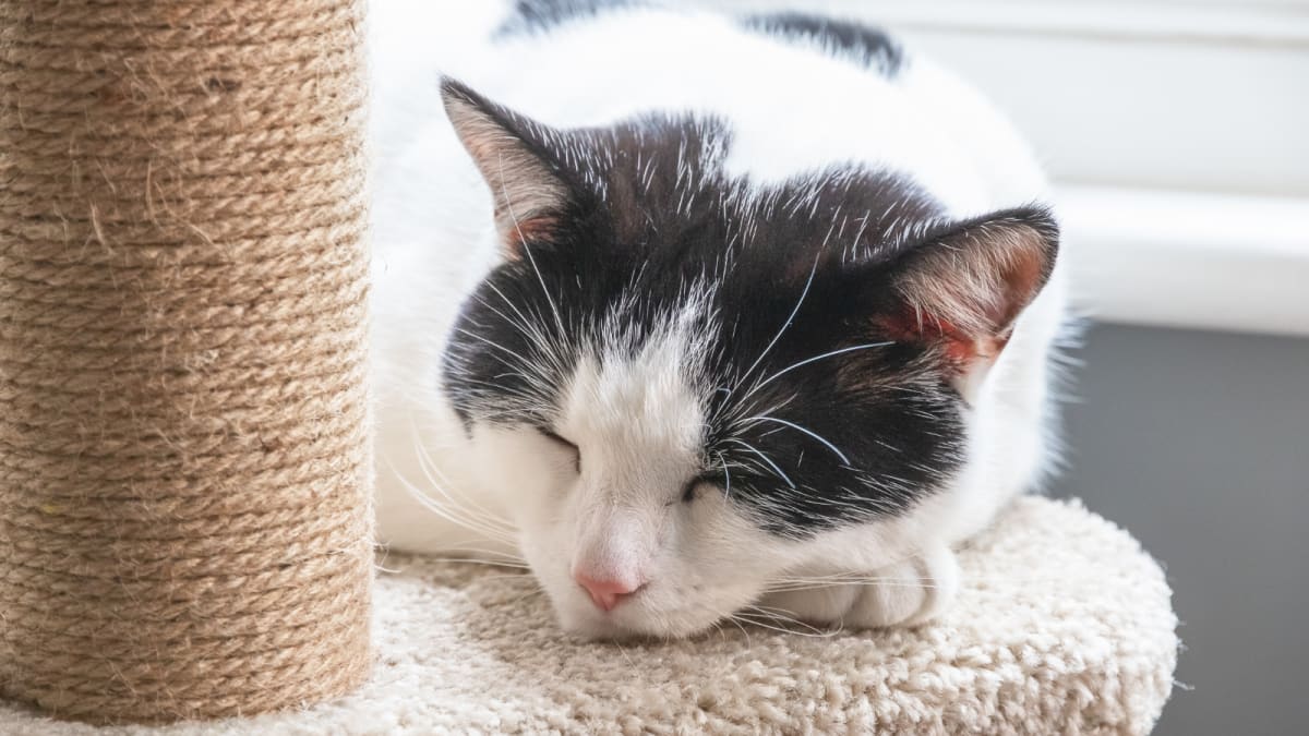 4 Best Cat Trees Canada of 2024 Reviewed Canada