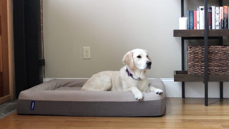 Addy absolutely loves her Casper Dog Bed—and so does our cat!