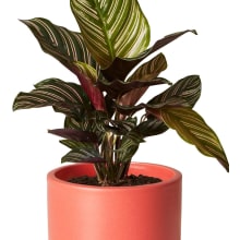 Product image of The Sill Plant