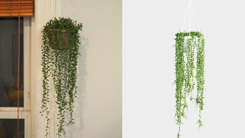 String of pearls plant hanging