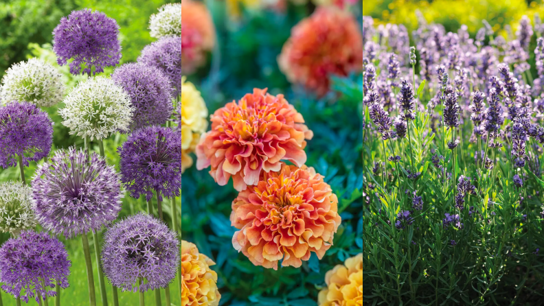 Close ups of three colorful flowers in a flower bed.