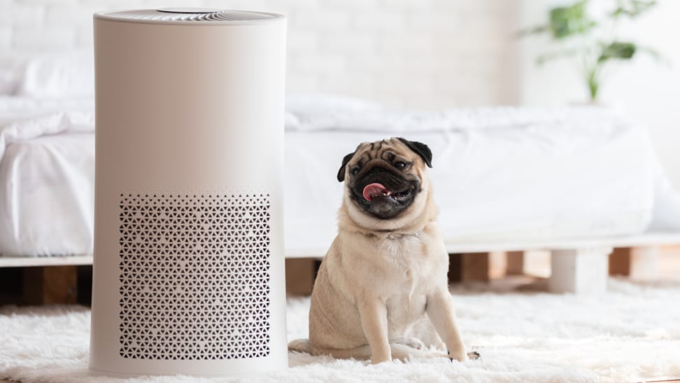 White air purifier sitting on carpet next to a pug in a bedroom