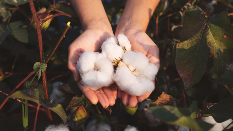 Two hands holding cotton