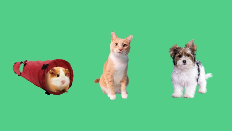 A collage featuring a guinea pig in a tunnel, a cat and a dog on a green background