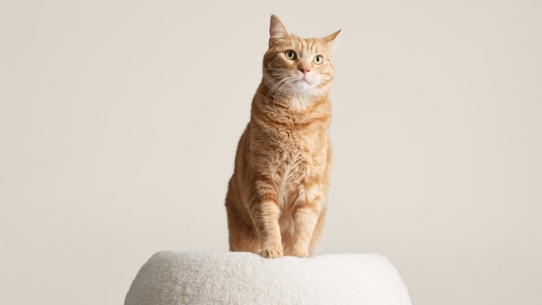 An orange and white cat sits on a fuzzy, sherpa-like cat