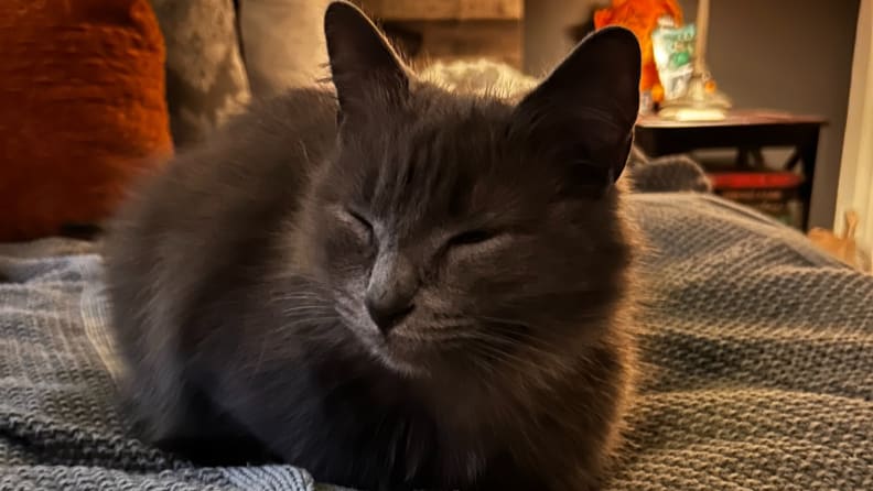 A grey cat sitting on a bed with its eyes closed.