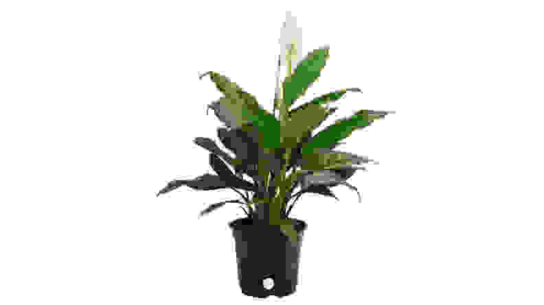 Costa Farms Peace Lily