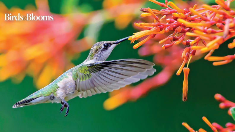 Birds & Blooms