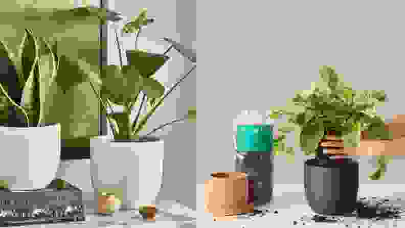 plant subscription