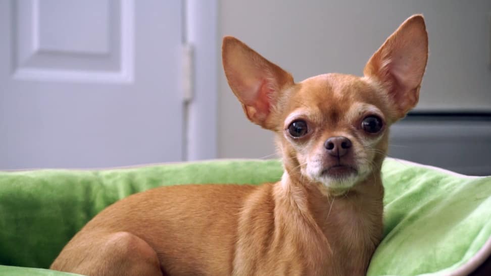 Heated dog bed review