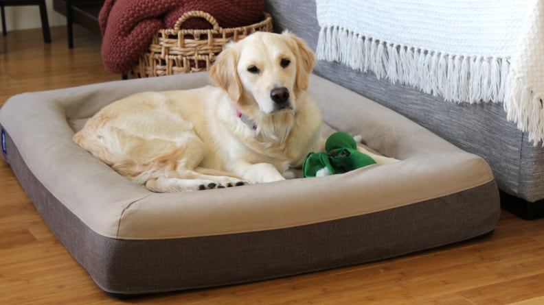 The 12 Best Orthopedic Dog Beds of 2024, Tested and Reviewed