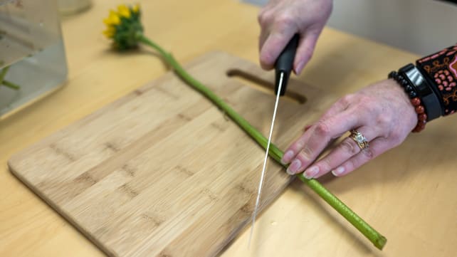 Clip-the-flower-stems