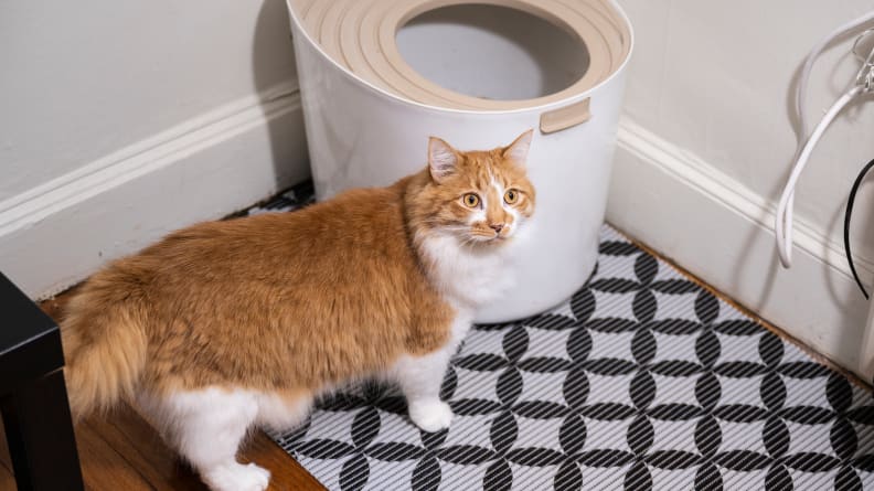 Best Cat Litter Mats: 4 That Actually Work (2023) - Pet Checkers