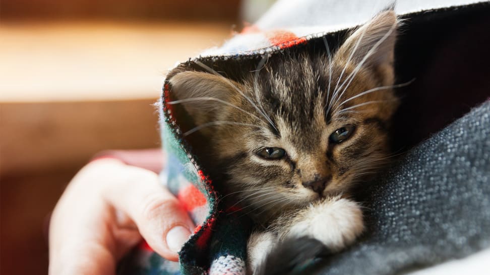 A kitten under a blanket