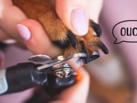 A hand holds a dog's paw to clip its nails