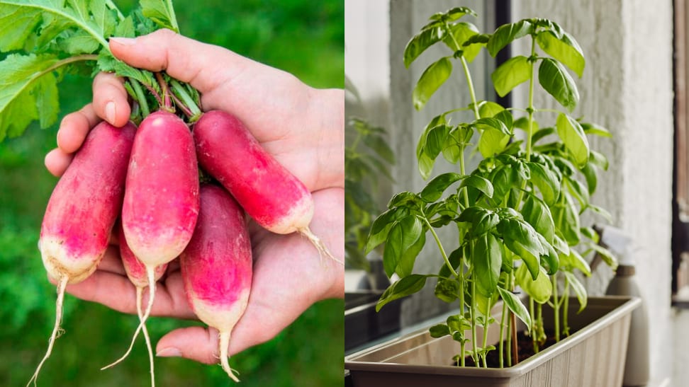 Radish and basil