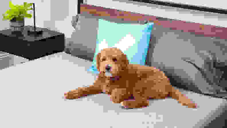 A dog sitting on The Casper mattress.