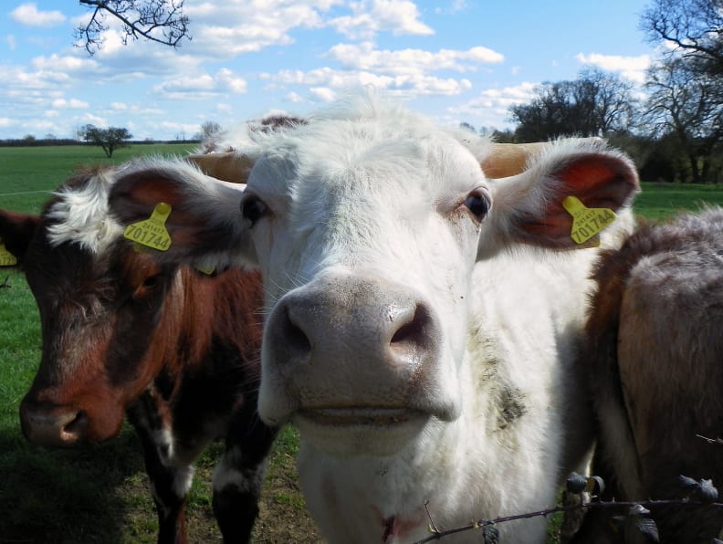 Close Cow