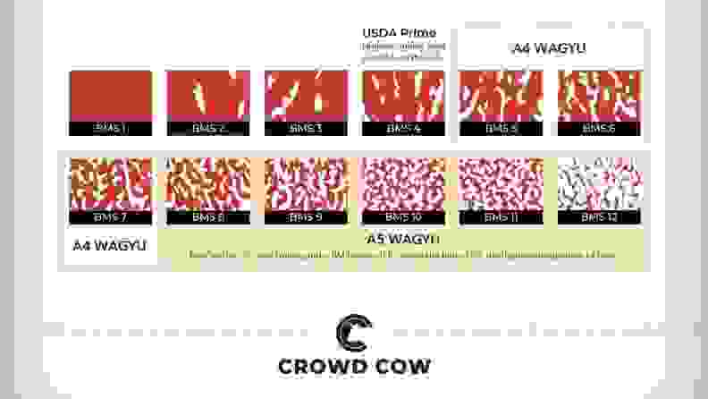 An infographic depicting the various levels of marbling possible in meat, ranging from no marbling to extremely marbled. Wagyu beef can range from 5-12 on the marbling scale (which measures 1-12).