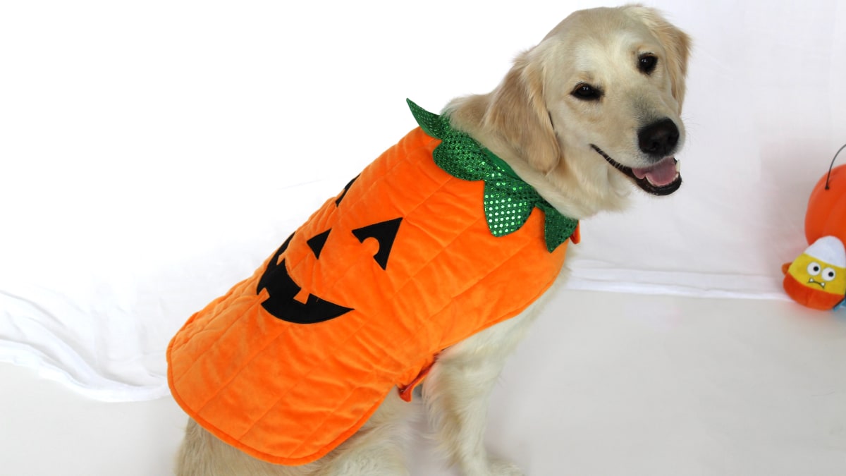 The Best Dog Halloween Costumes From Chewy Reviewed